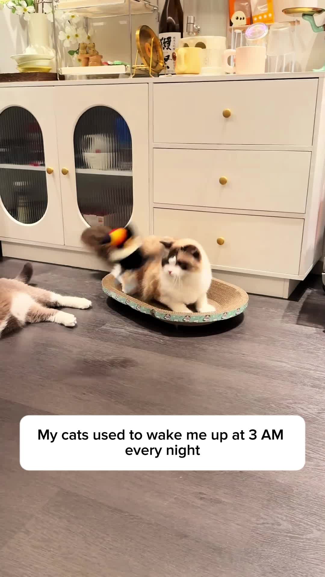 @Purrfect Oasis