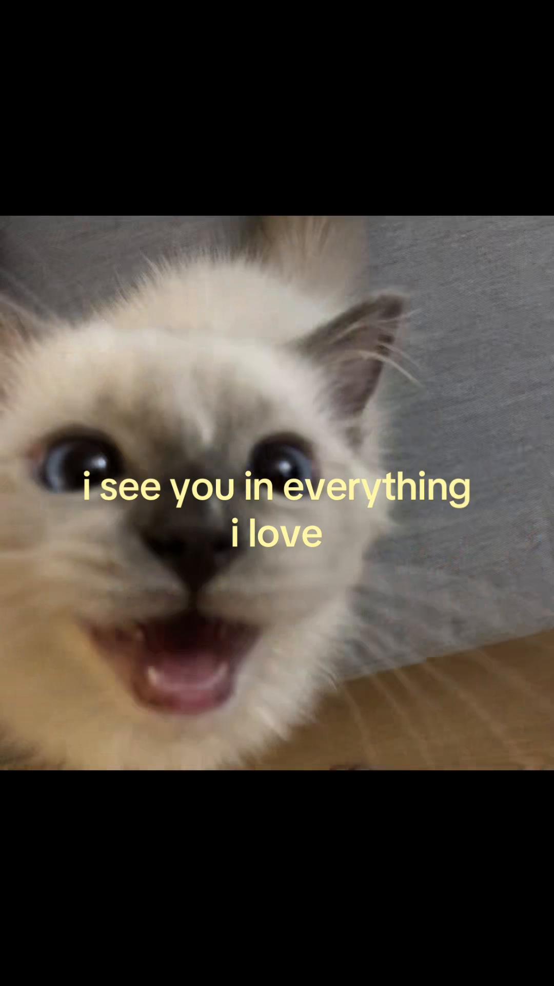 @meowconcept