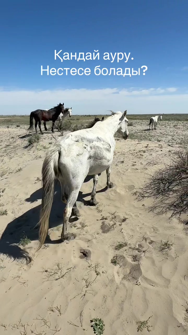 @Наурызбек