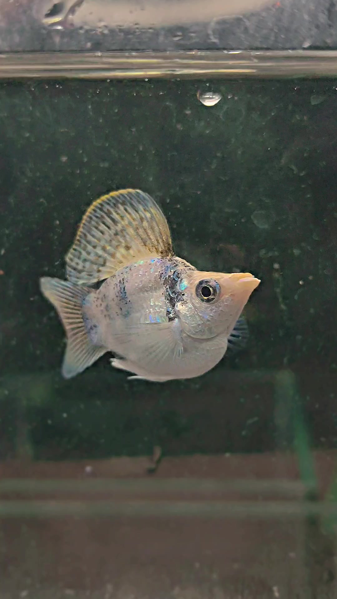 @Ramon Fish Banyuwangi