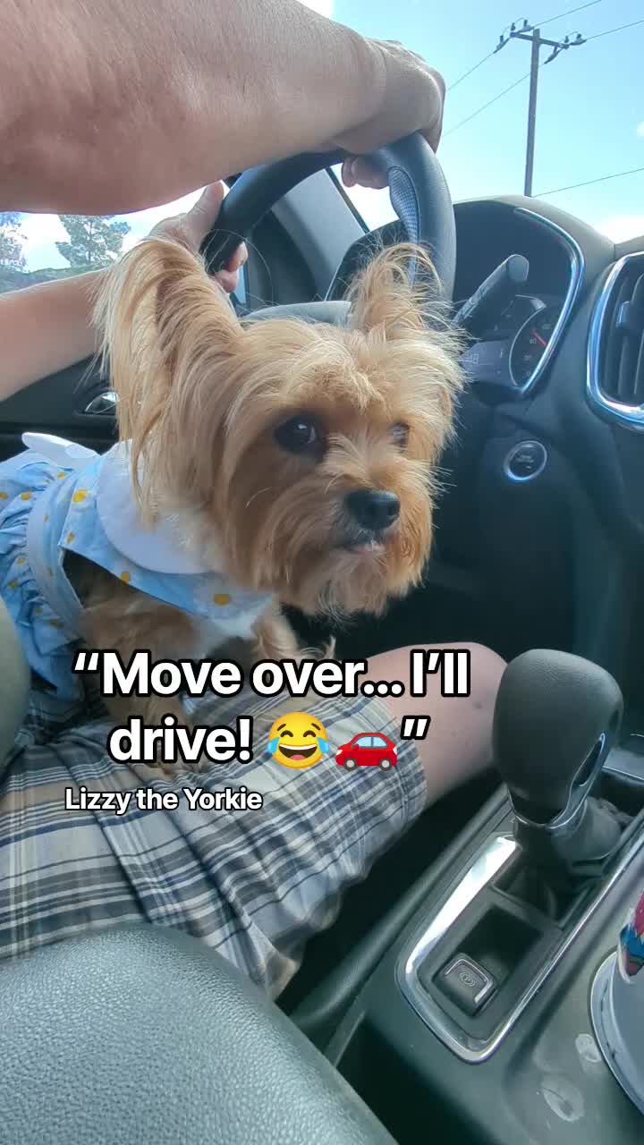 @Lizzytheyorkie