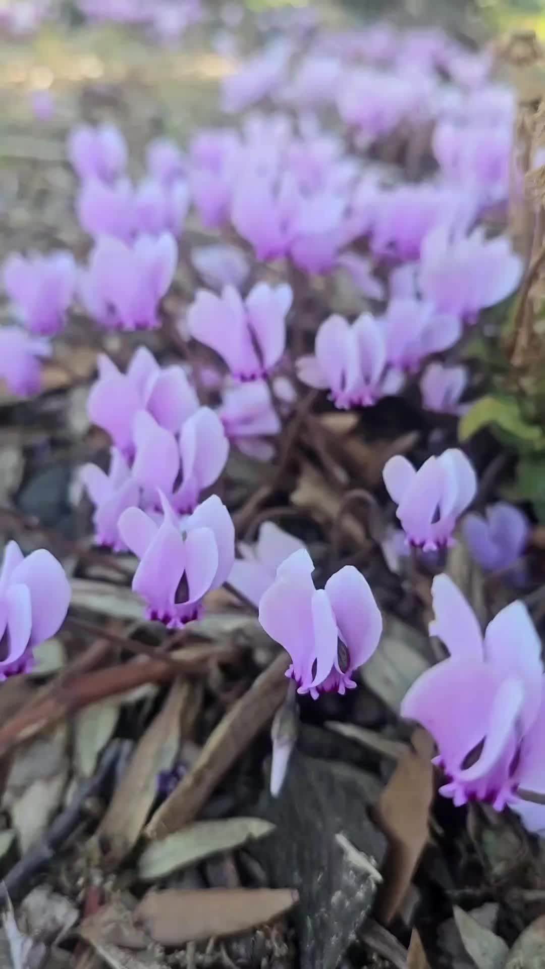 @Diary of a nature lover