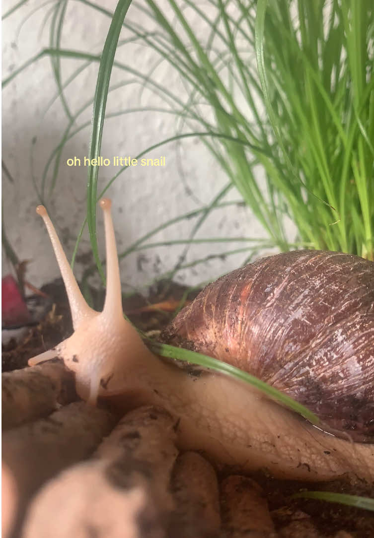 @🕷️Eliah—🐌