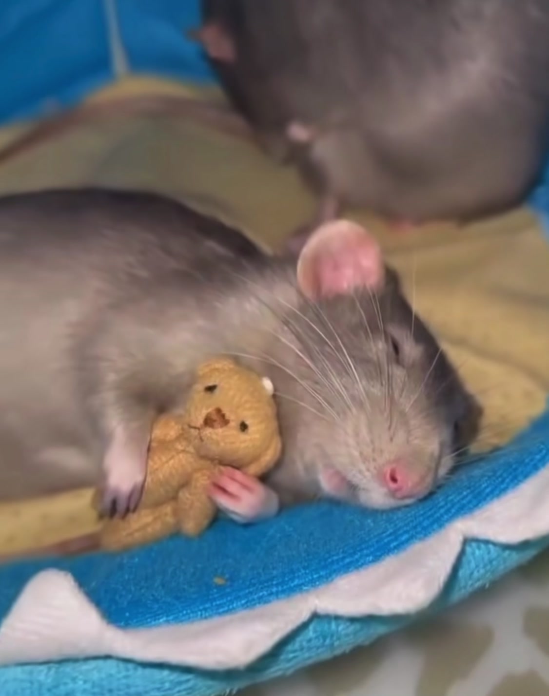 @Gargamel L'Féroce 🐀✨