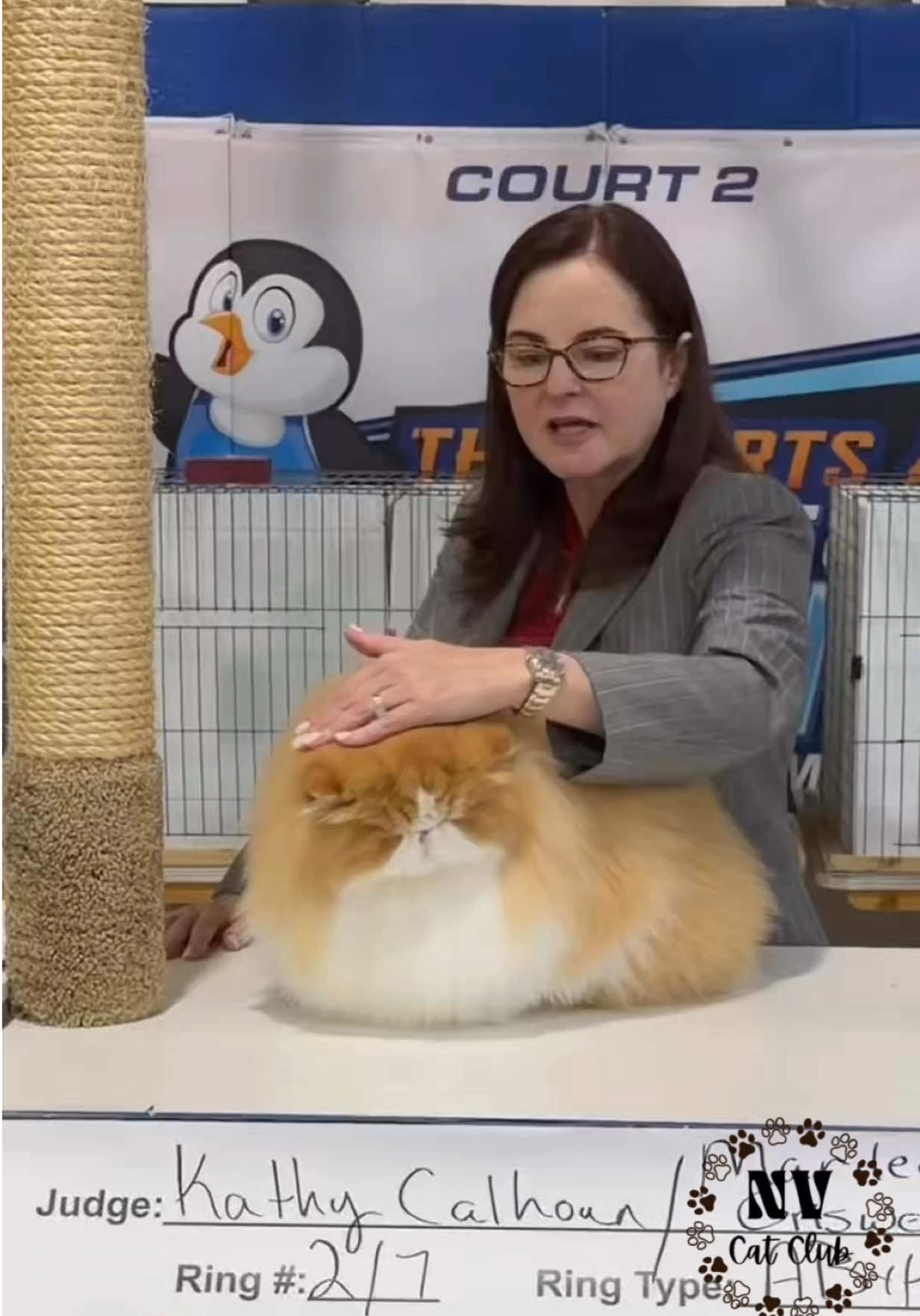 @NewVisionCatClub