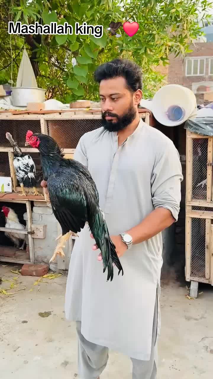@شوق سرگودھا آ لے دا🔥🦅🐦&zwj;🔥😈