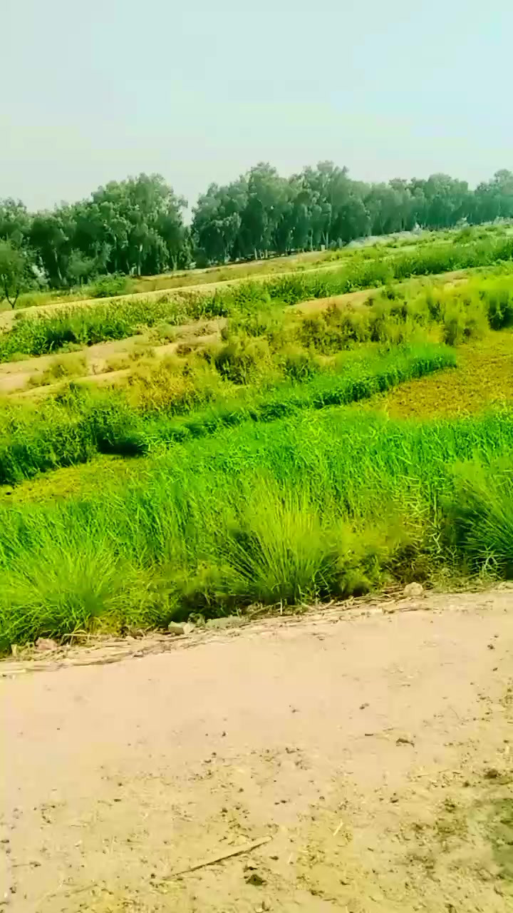 @bukhari sayeda