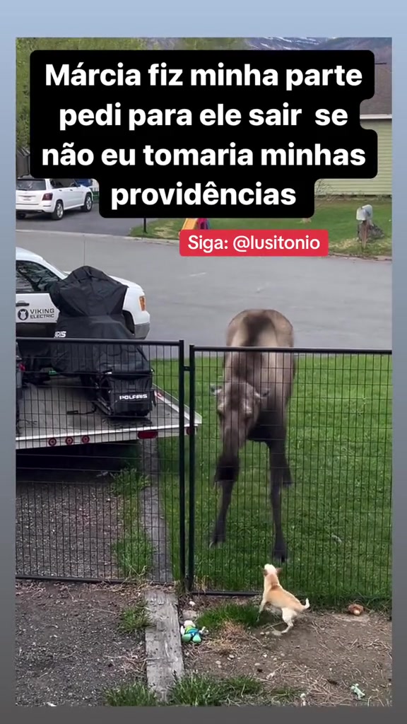 @Lusitonio Machado Do