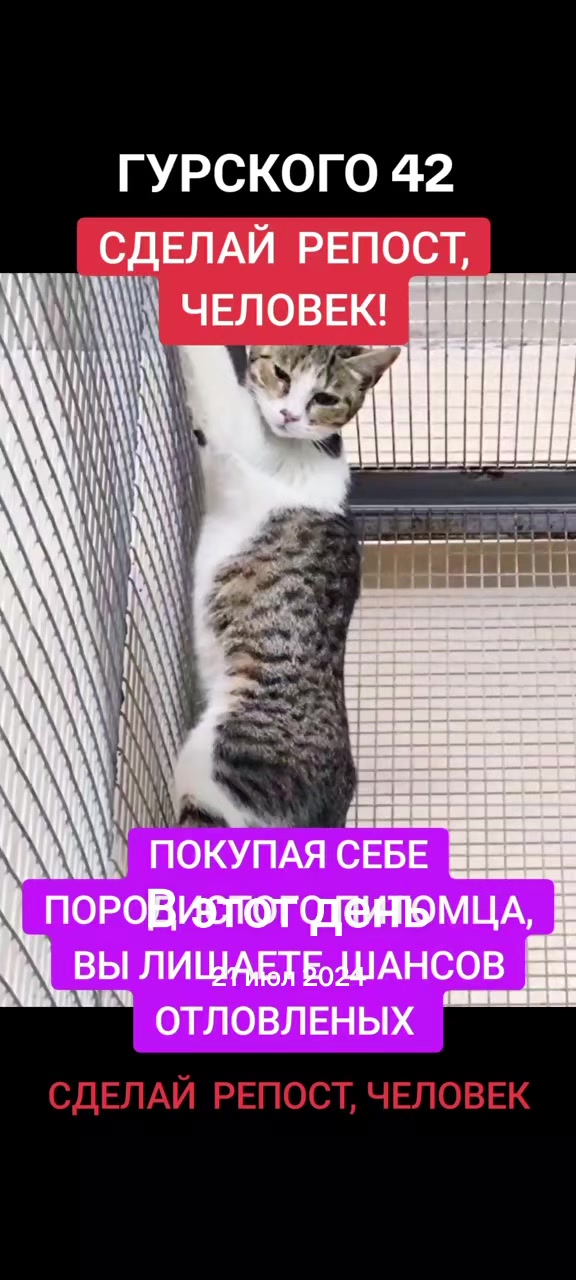 @КОТЫ СОБАКИ И ФИЛОСОФ