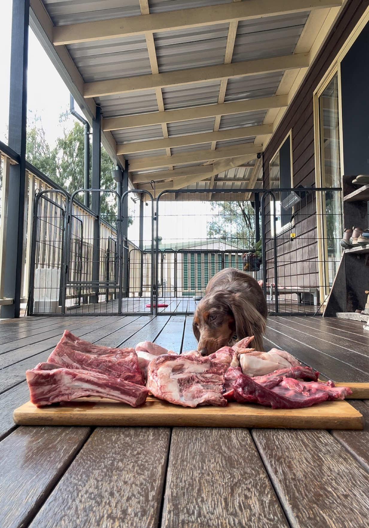 @Dachshund Dynasty