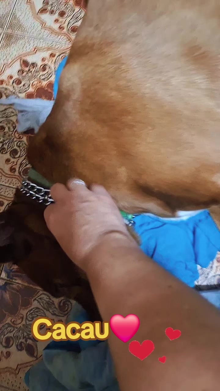 @MagdAmAnimais😾🐶🕊🐅🐍🐢🦜