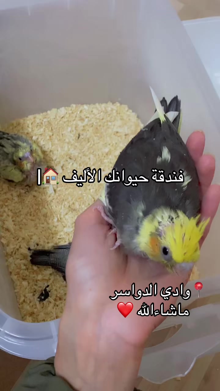 @فندقة وادي الدواسر | طيور وقطط