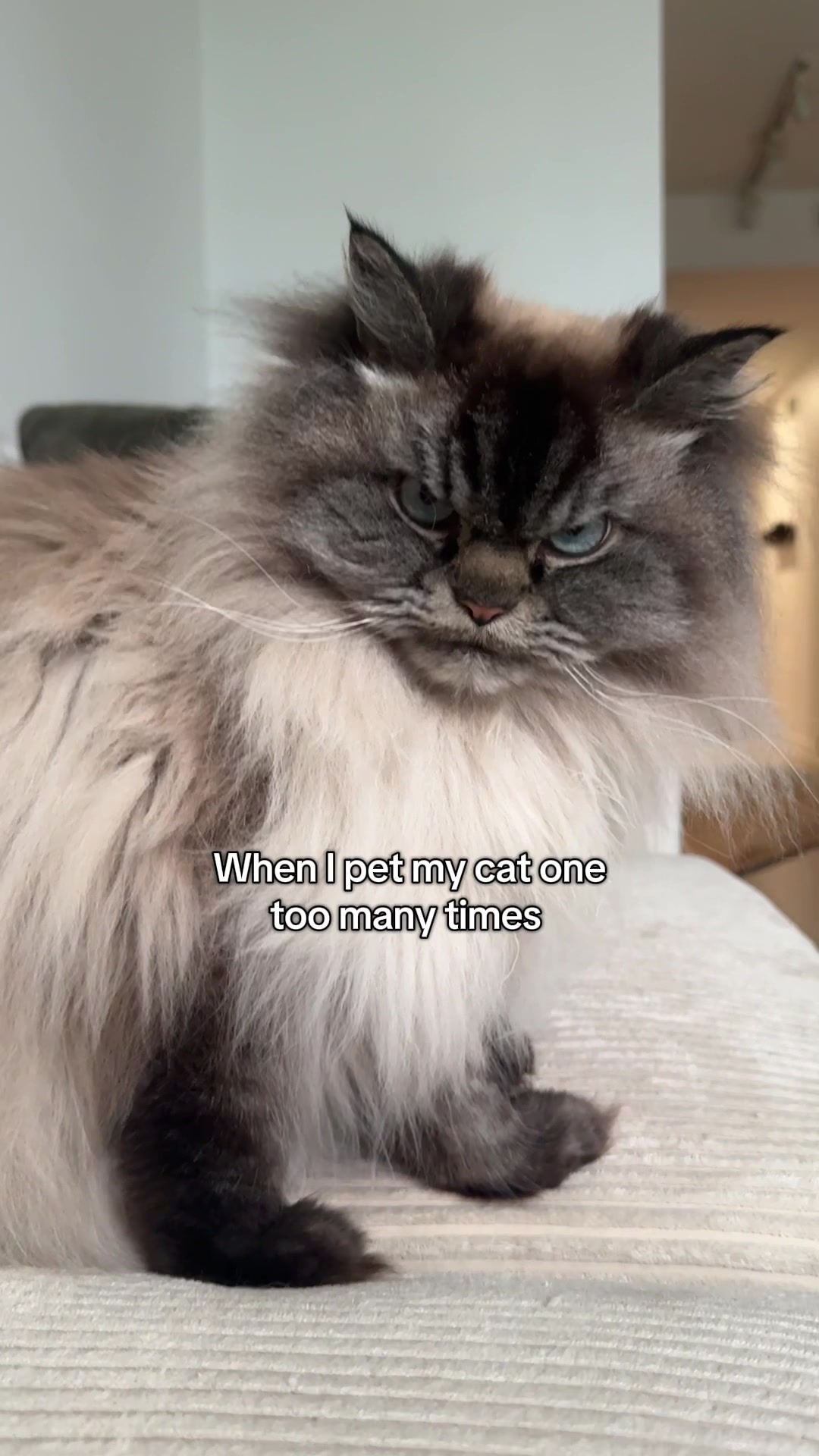 @Merlin Ragdoll