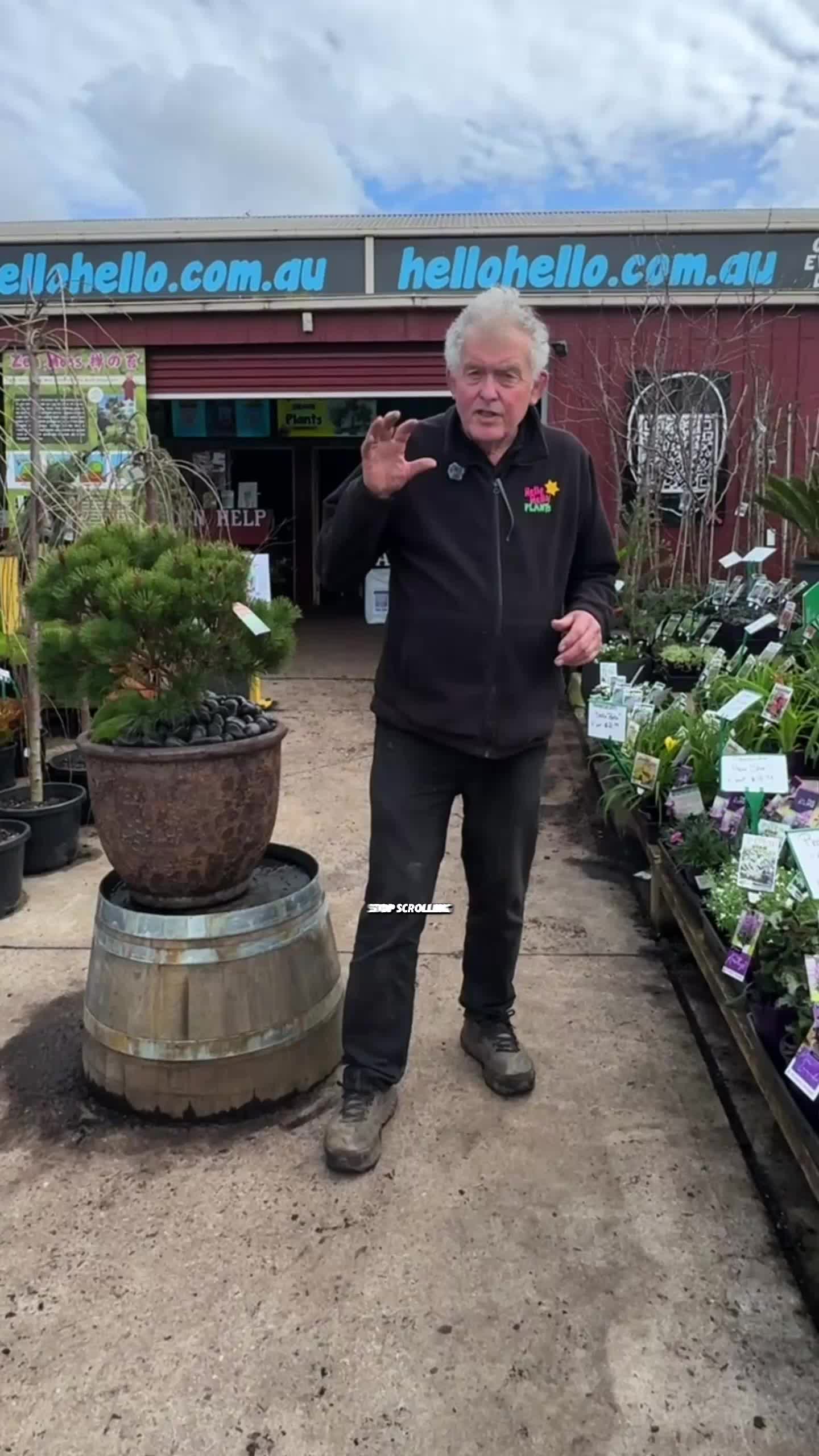 @Hello Hello Plants Nursery