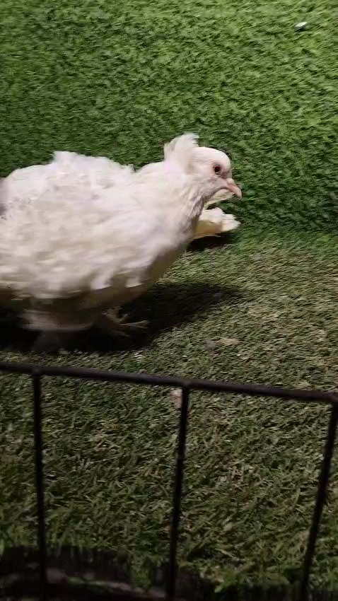 @royal birds