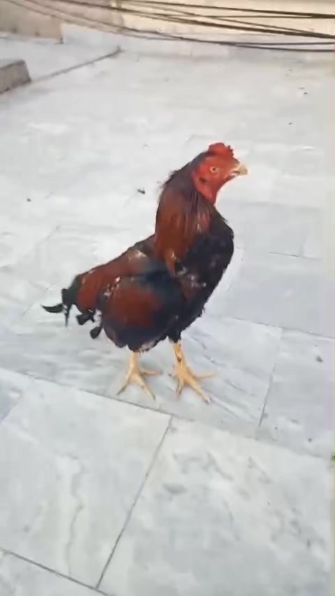 @Aseel 🐓