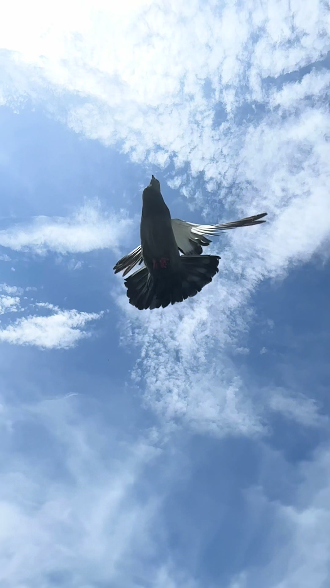 @Beebee The Pigeon