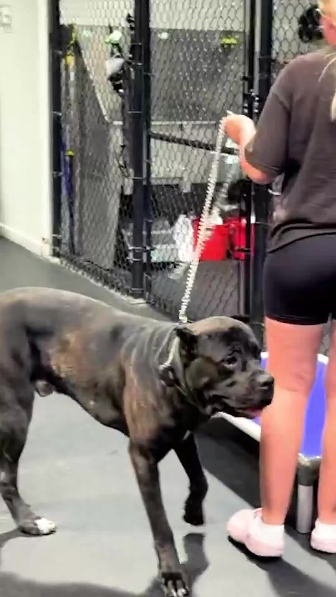 @Miracle K9 Training