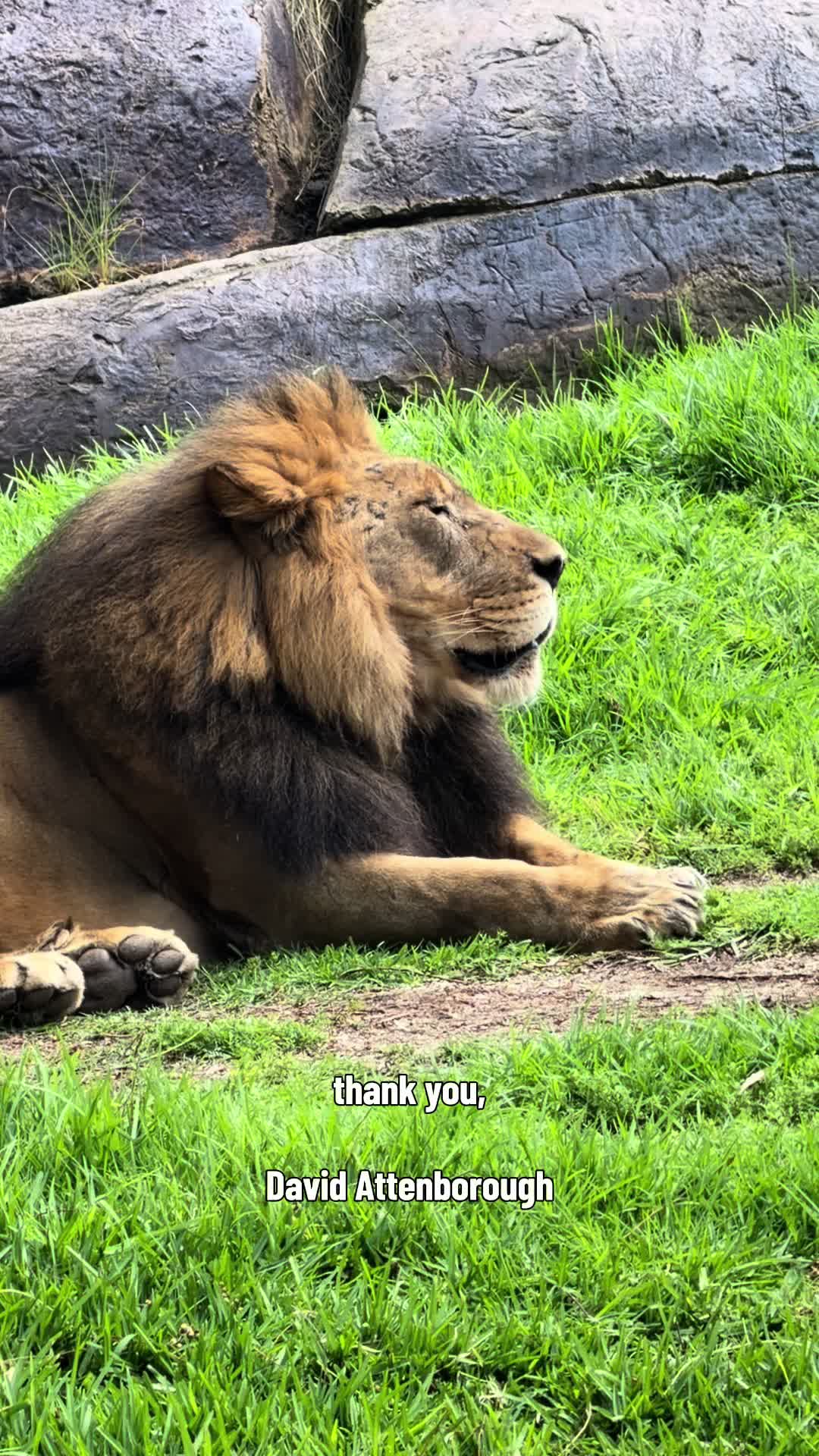 @daily dose of animals 🐾🦁🐬🦎