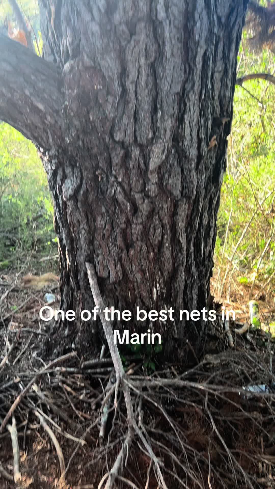 @marintreenets