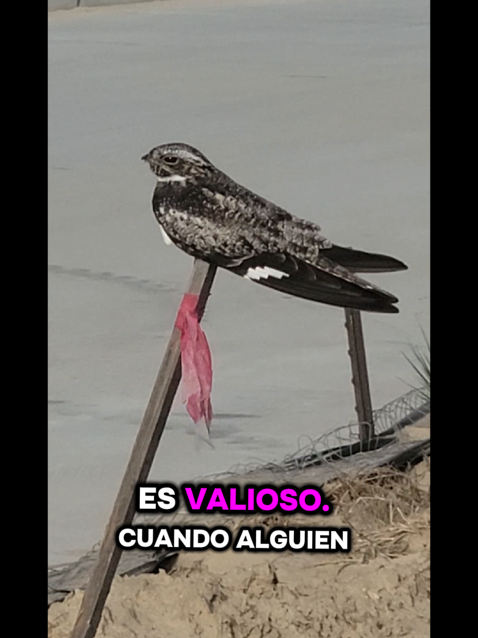 @NOE🦅GOMEZ