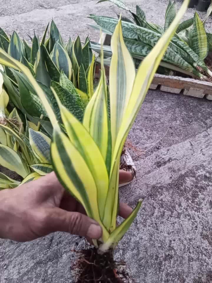 @clara flora.ind