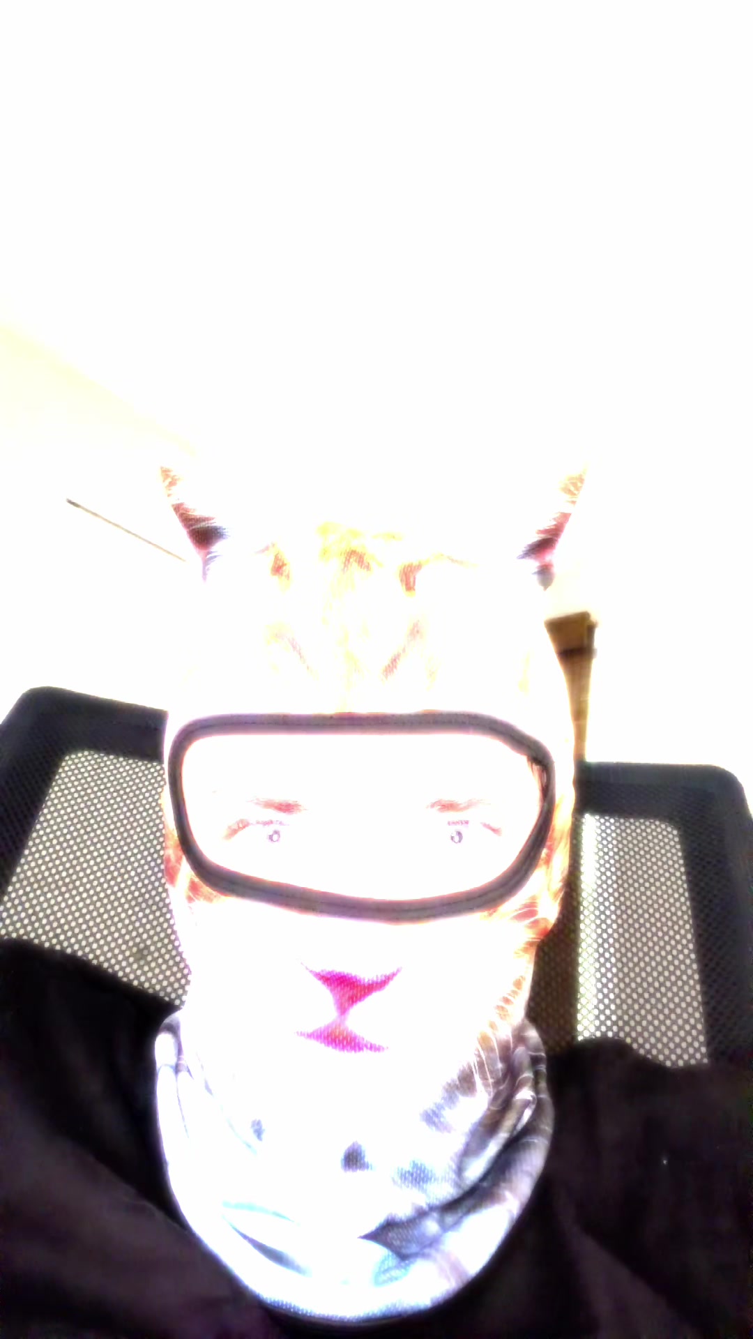 @Catmaxxer