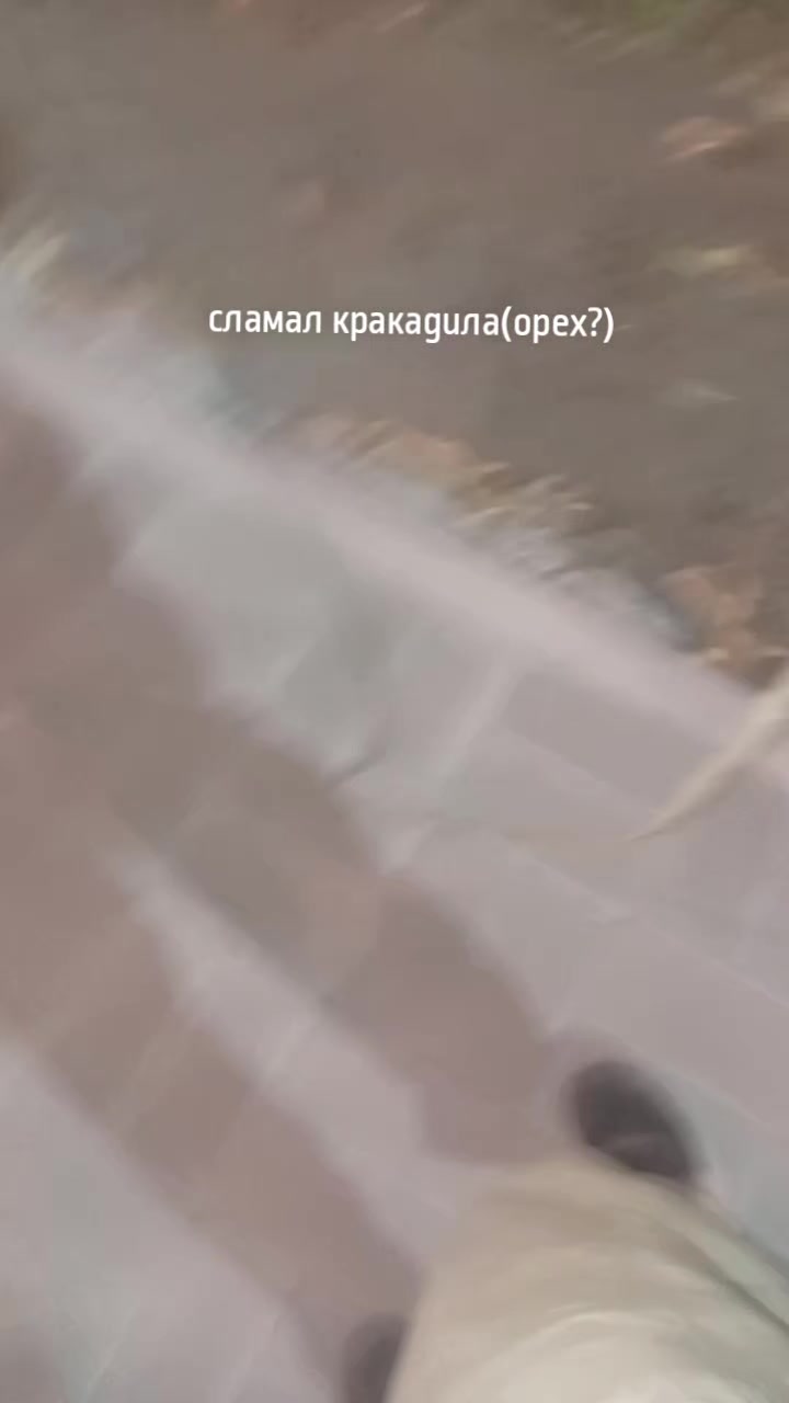 @kit_kolya