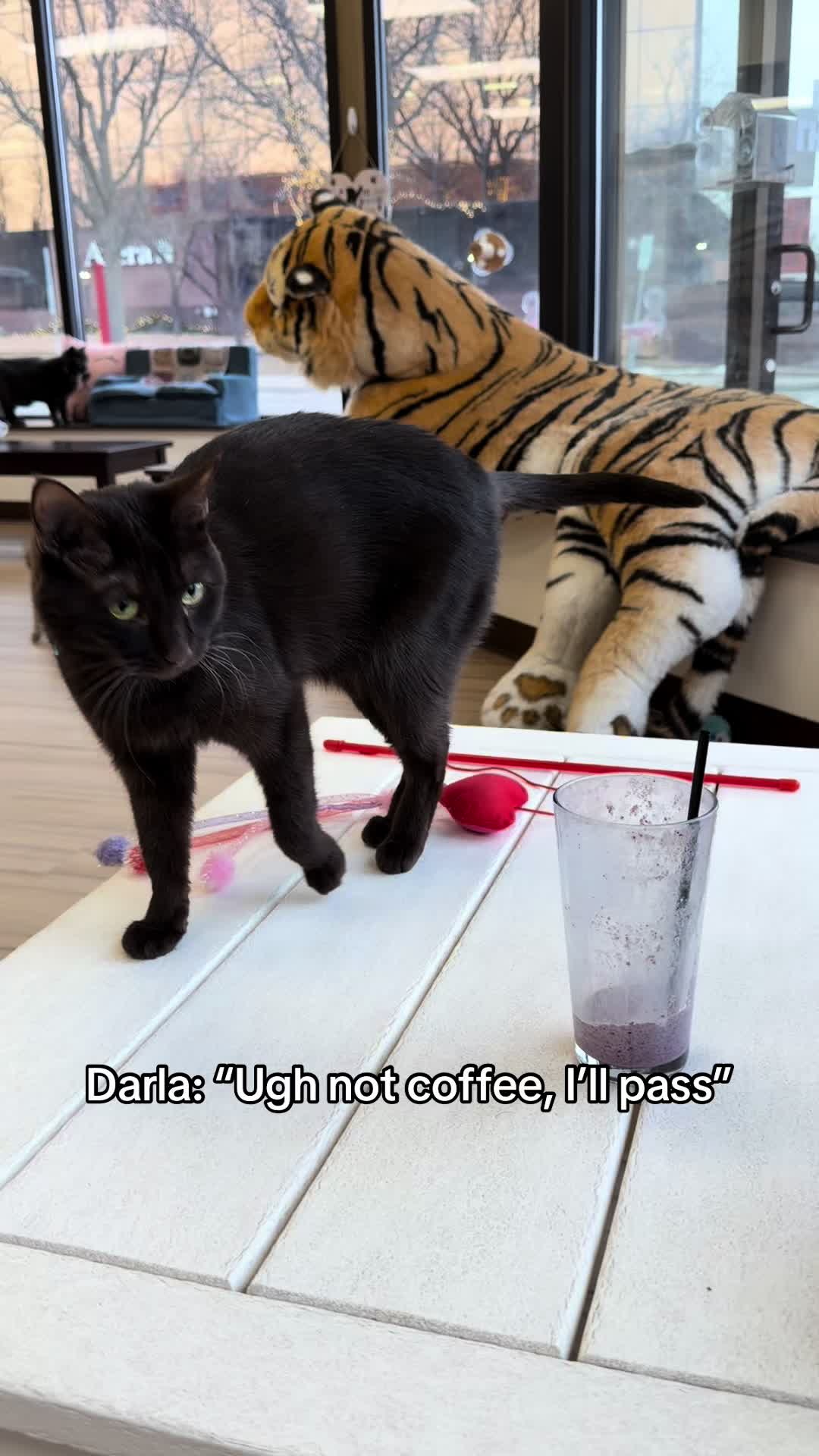@The Cattitude Cafe