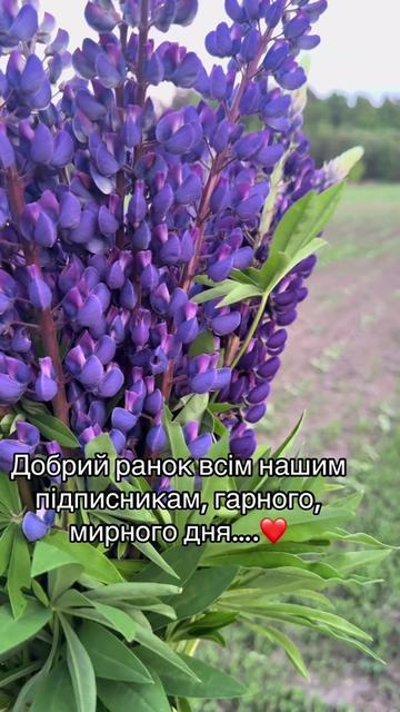 @Кане Корсо