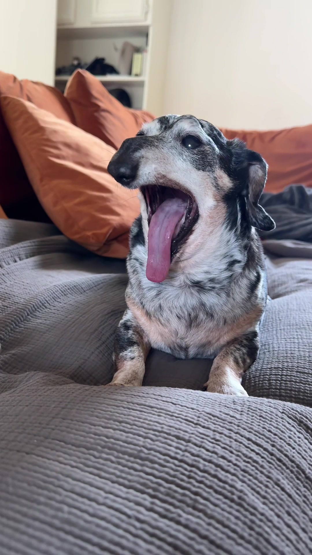 @agedsausages