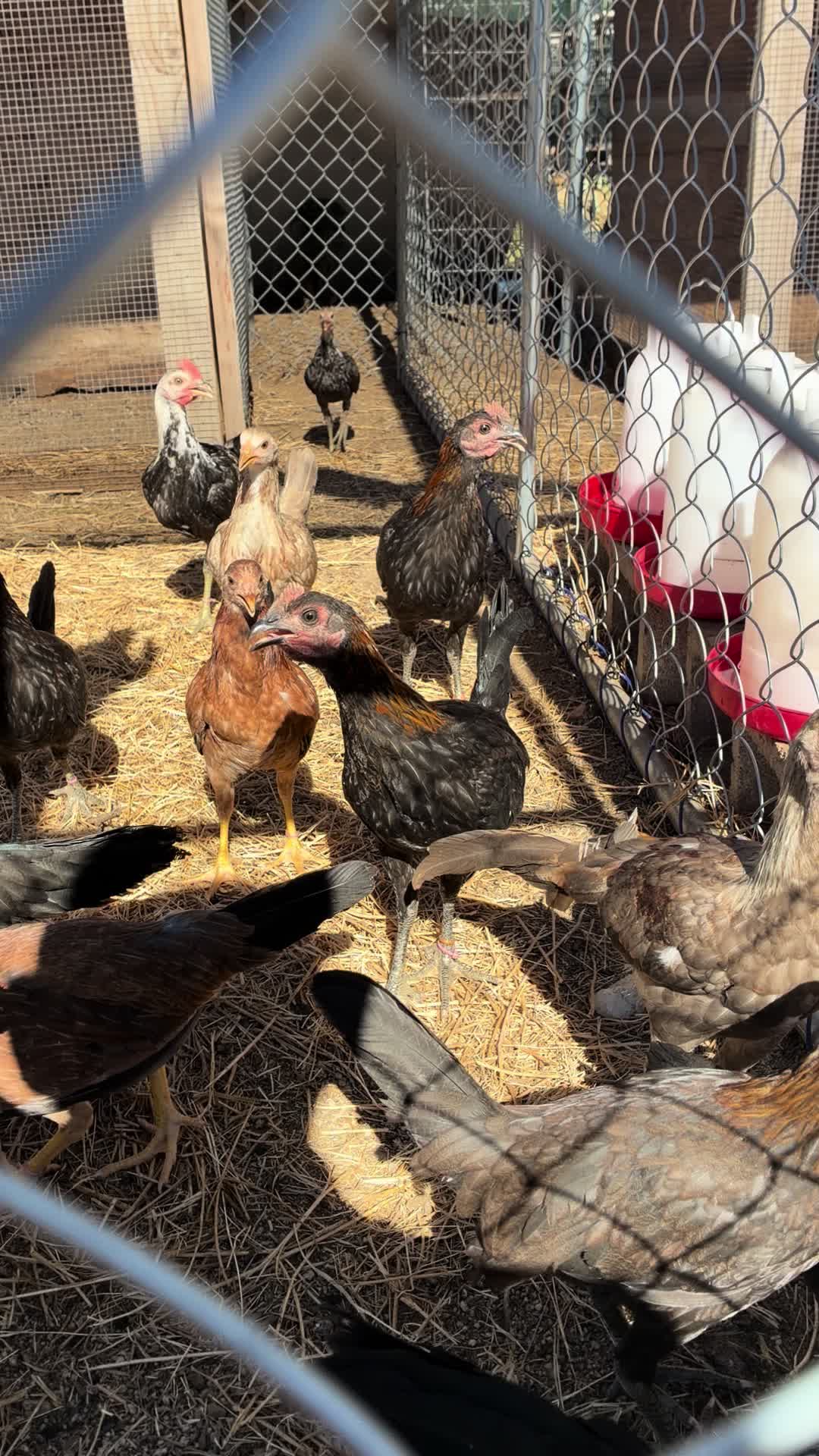 @A.MENDOZA.FARM.USA 74HWY