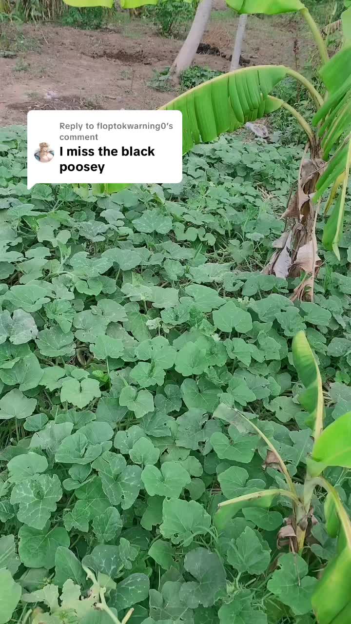 @Officialbabymayaa