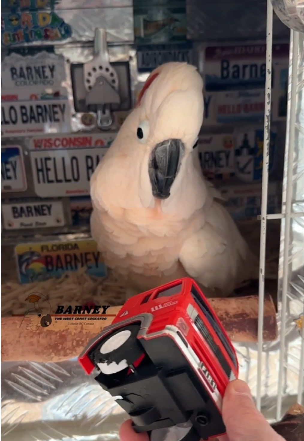 @Barney the West Coast Cockatoo