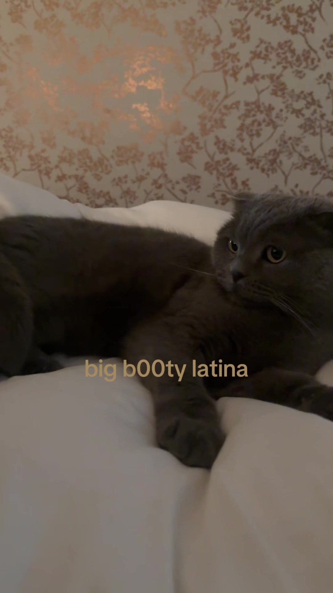 @diaena75