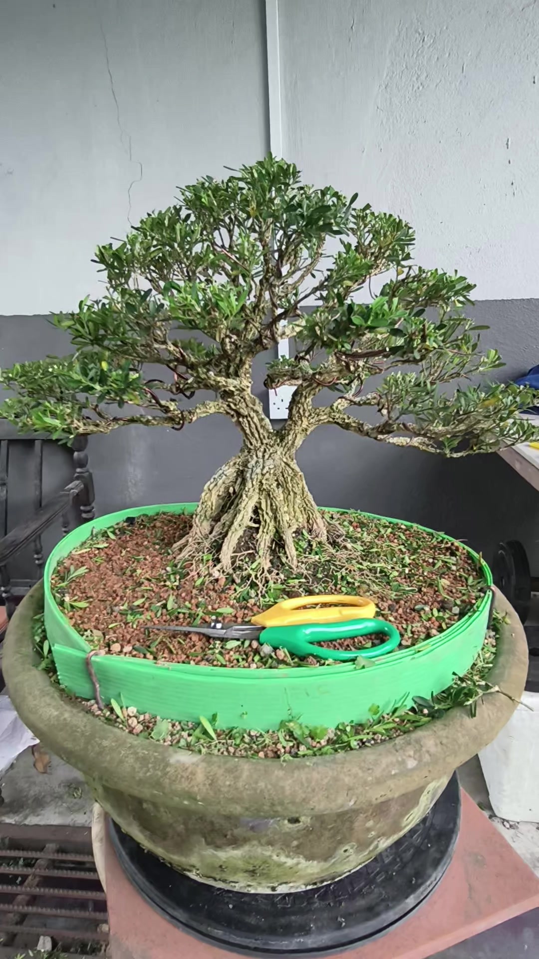 @ONE BONSAI JB