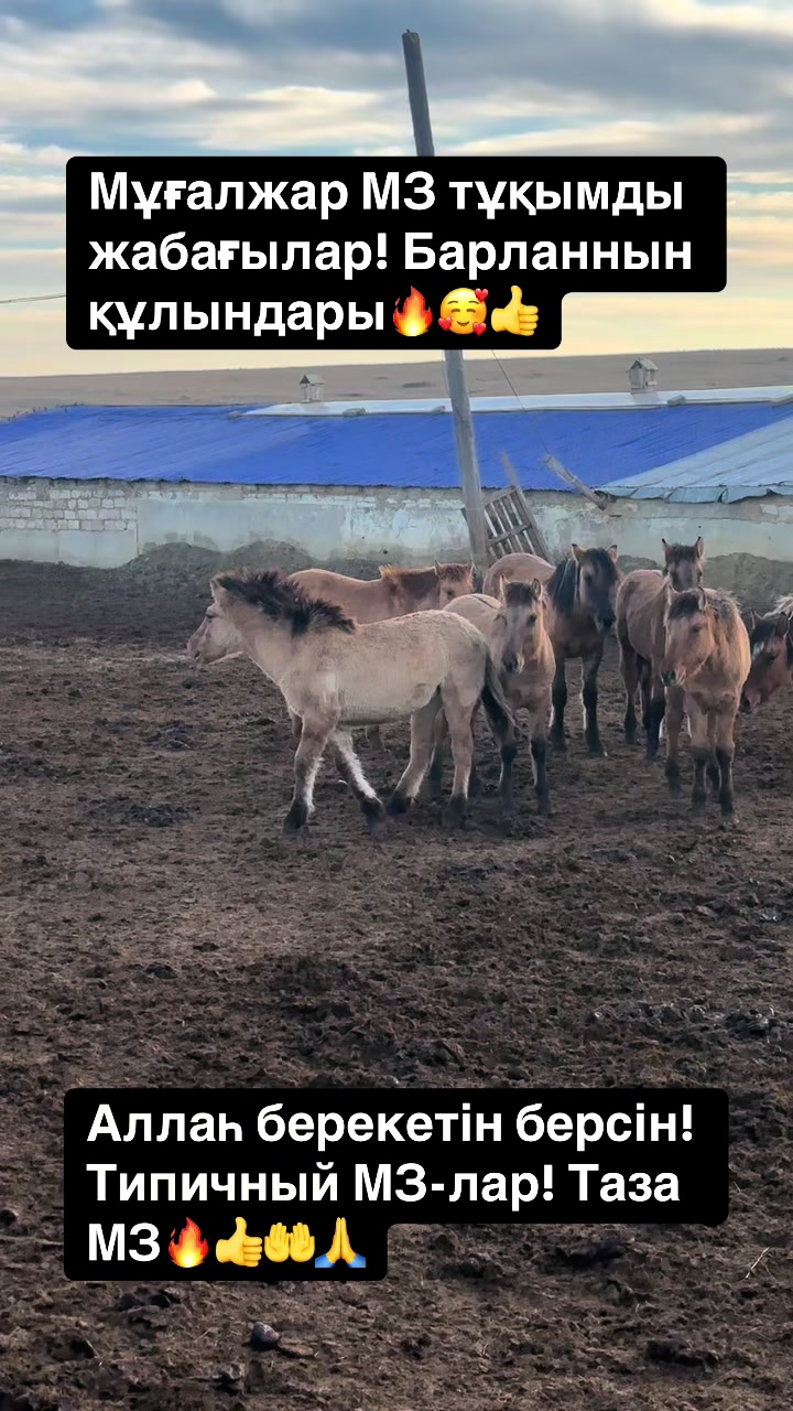 @Мұғалжар жылқысы MZ
