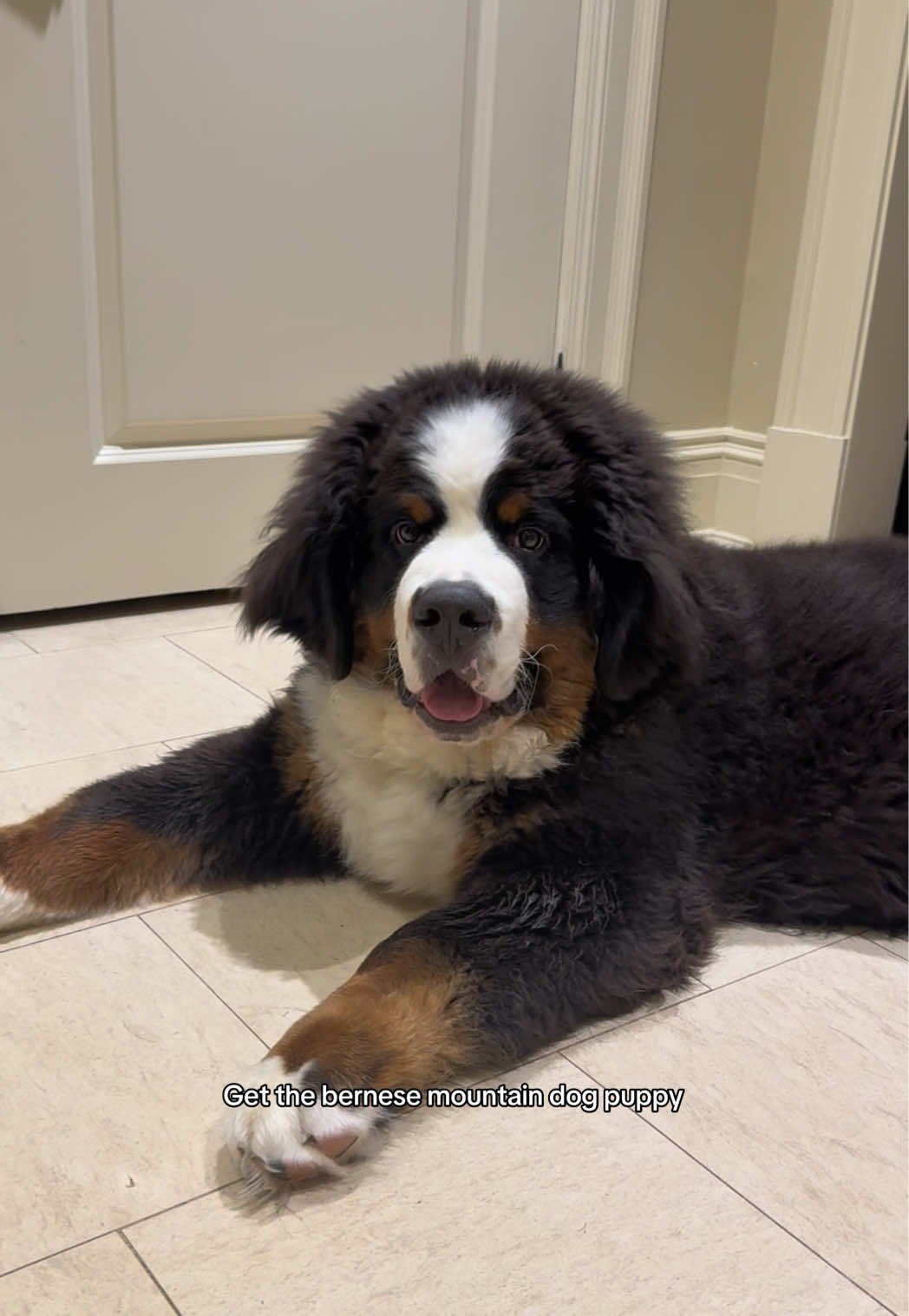 @CJ The Bernese
