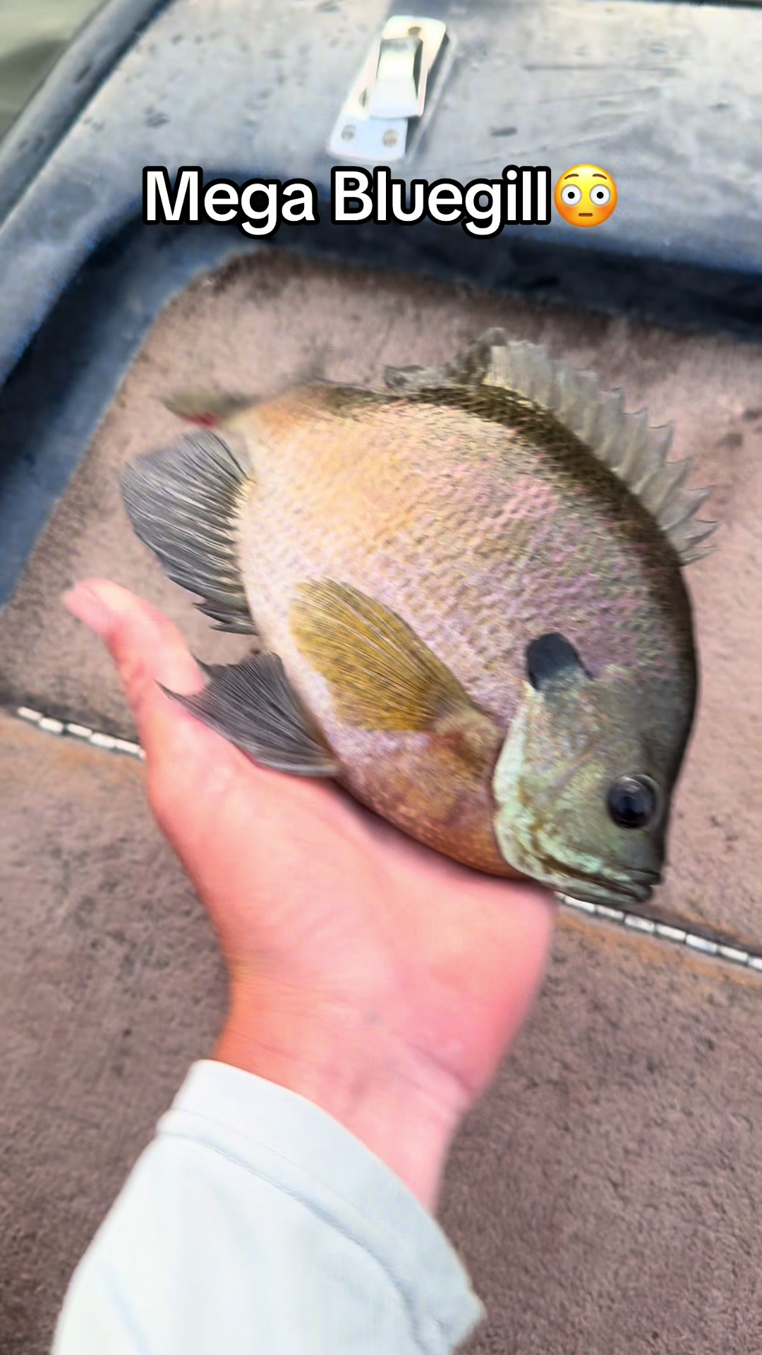 @evan_whitefishing