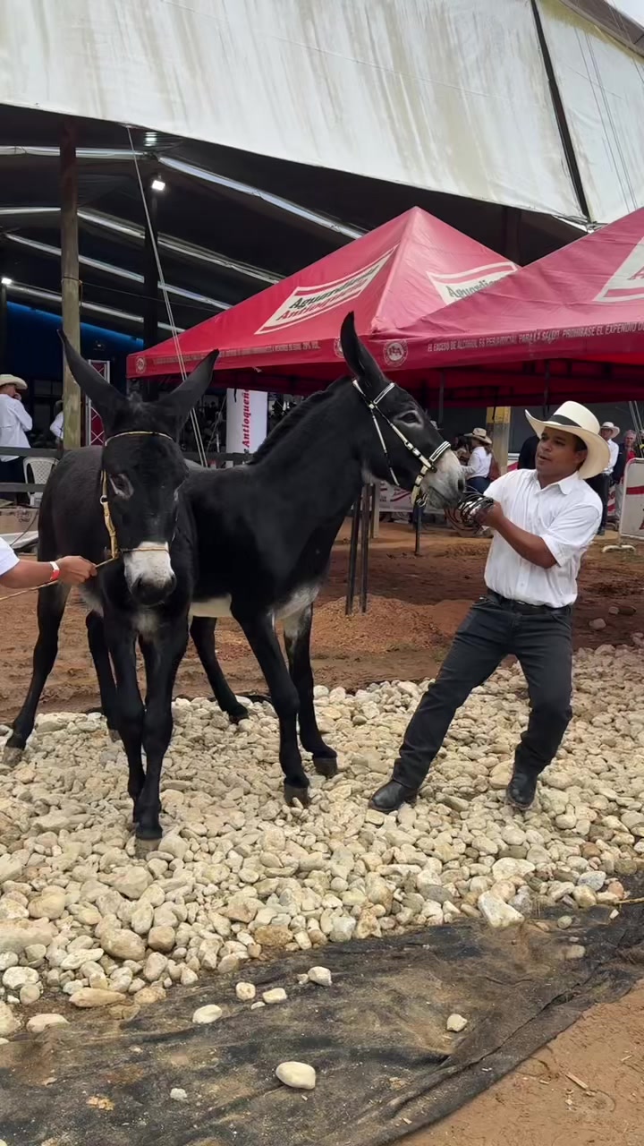 @Experiencias Equinas