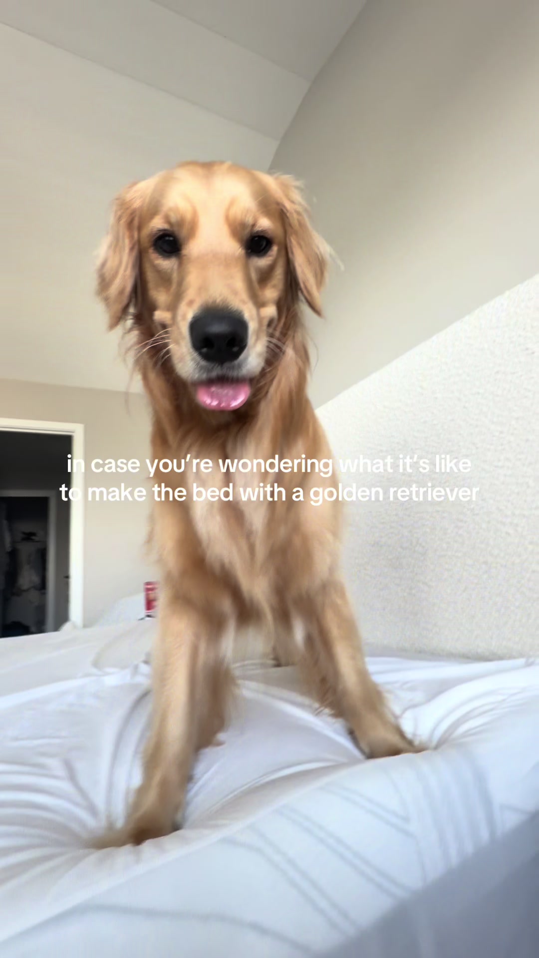 @novathegoldenn