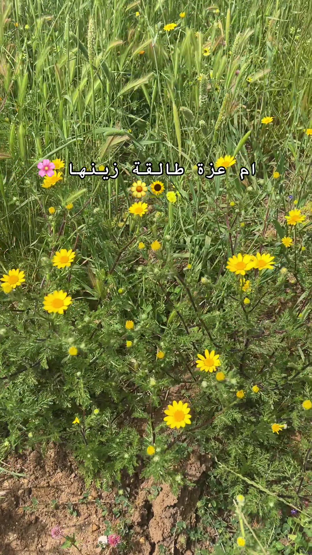 @👑هـ&hearts;̨̥̬̩نآإدي💍✨🤍👑
