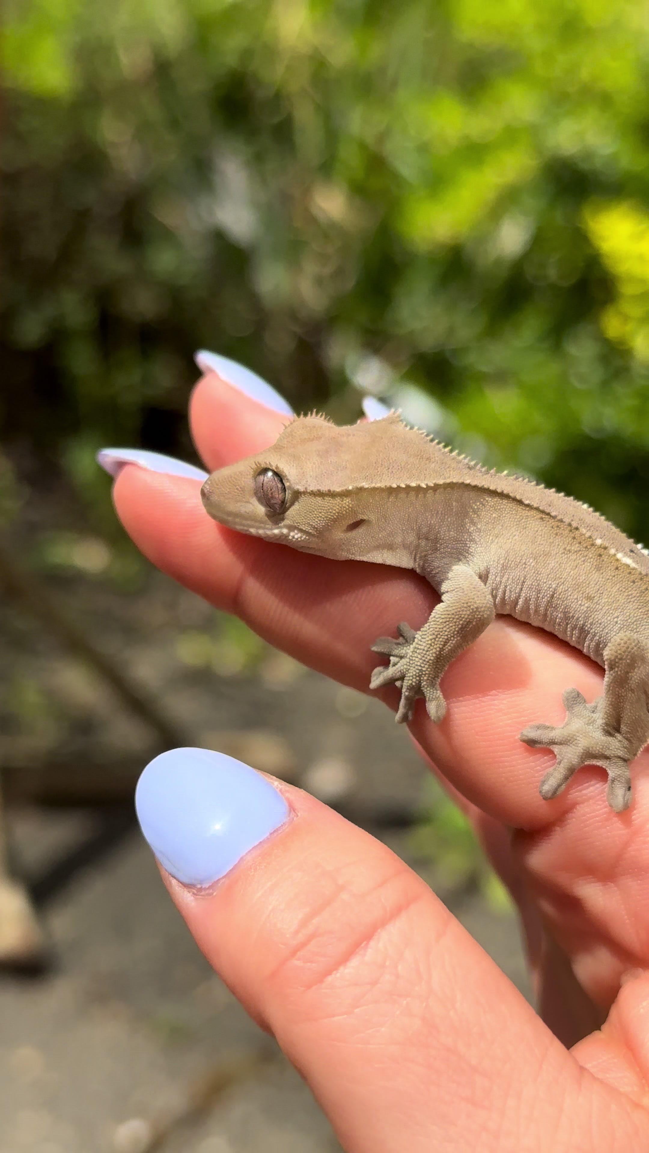 @pawsandcreepycrawlers