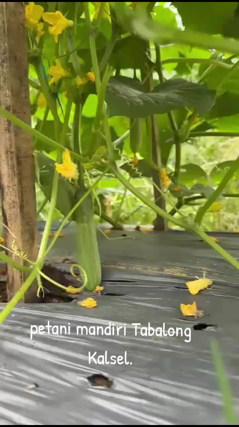 @SURYA TANI