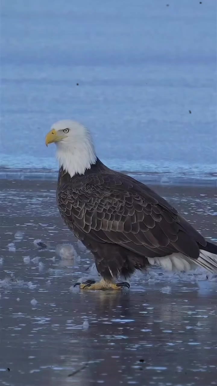 @🦅🦅🌞ANGEWL MOTIVADA🌞🦅🦅