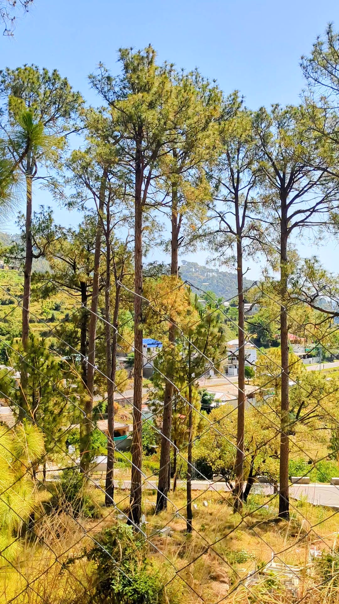 @شارق دھنیال 🥀