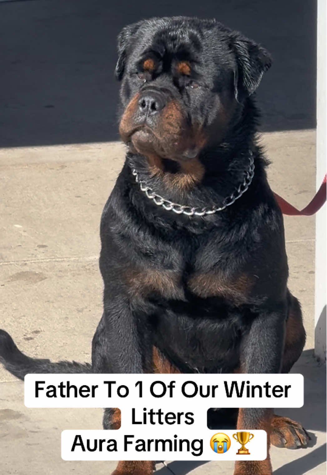 @King Rottweilers Kennel
