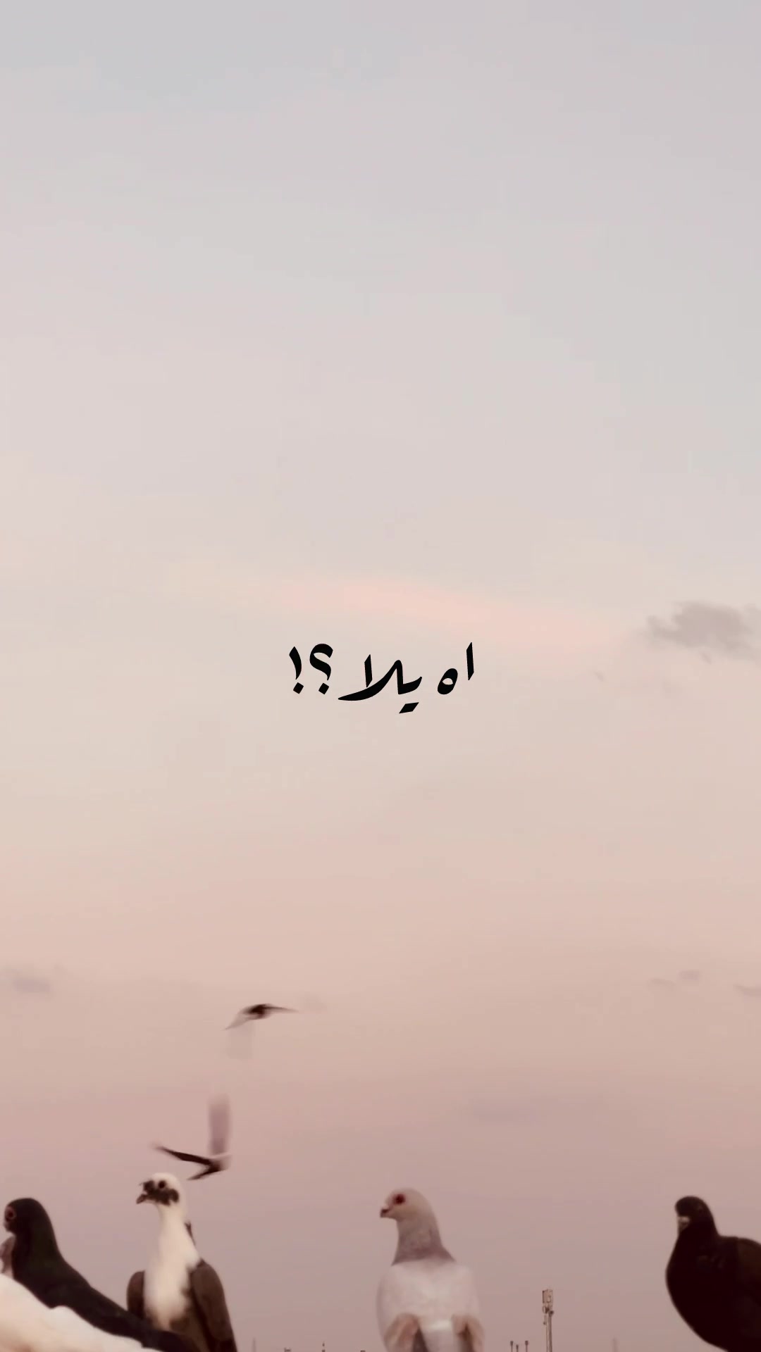 @﮼عمرو﮼عمر🕊️