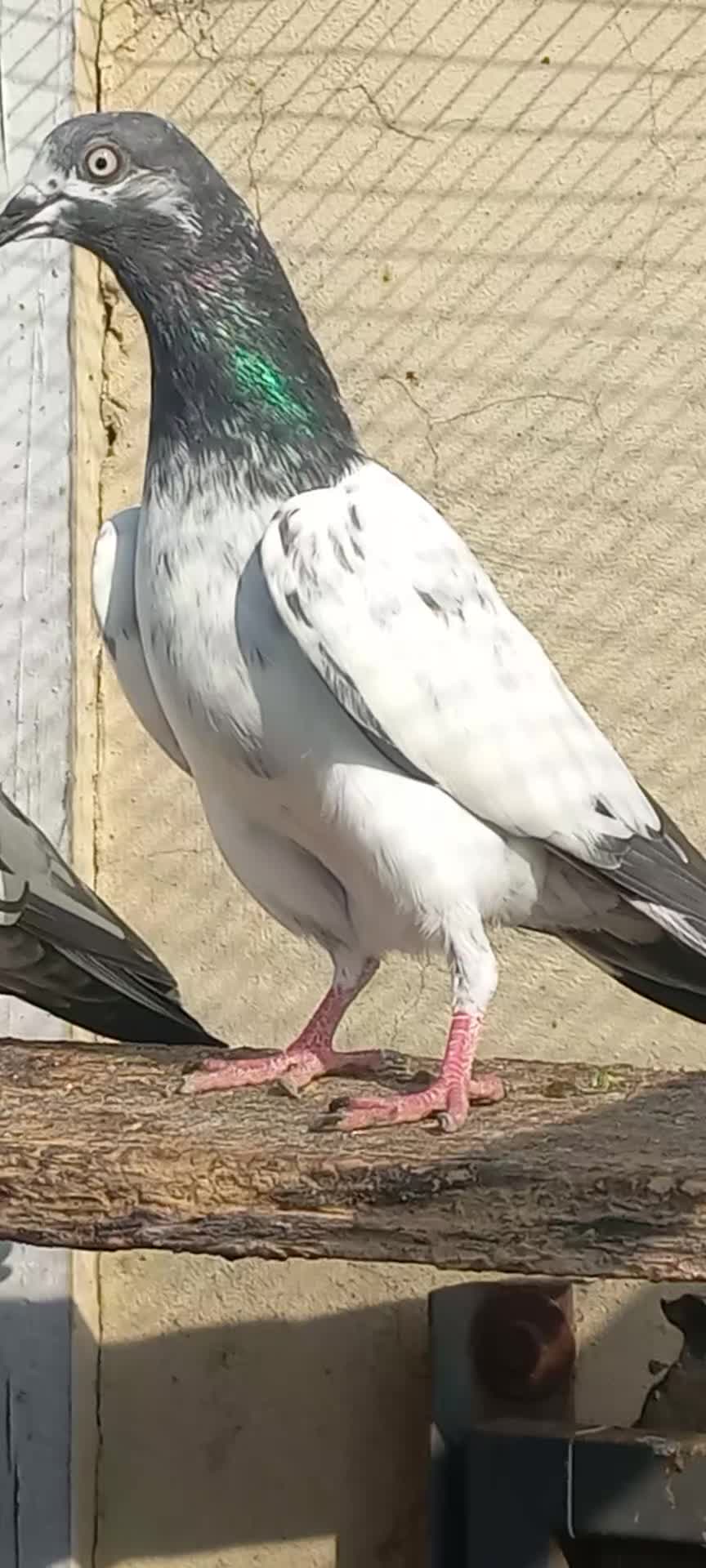 @Ranakasuripigeon