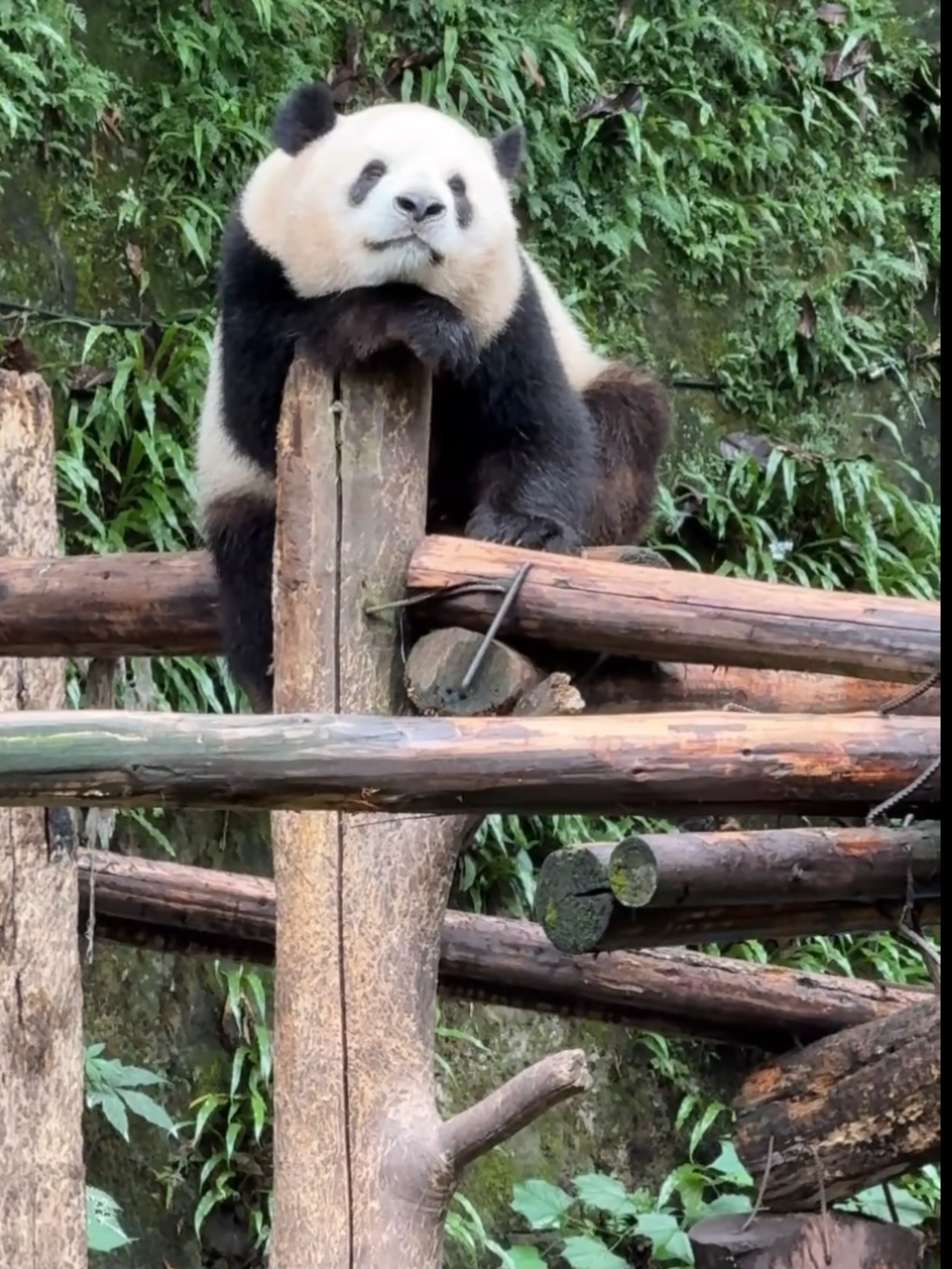 @PandaHut